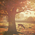 Lone Deer by Lyn Randle Lone Deer by Lyn Randle