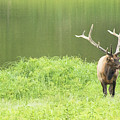 Lone Elk Photograph by Holly Ross Lone Elk Photograph by Holly Ross