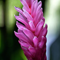 Lone Pink Ginger by Brad Granger