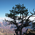 Lone Tree 2 by Frank Madia Lone Tree 2 by Frank Madia