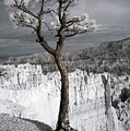 Lone Tree Canyon by Mike Irwin