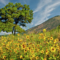 Lone Tree in a Sunflower Field Photograph by Jeff Goulden Lone Tree in a Sunflower Field Photograph by Jeff Goulden