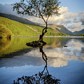 Lone Tree, Llyn Padarn Photograph by Peter OReilly Lone Tree, Llyn Padarn Photograph by Peter OReilly
