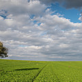 Lonely Olive tree in a green field and moving clouds Photograph by Michalakis Ppalis Lonely Olive tree in a green field and moving clouds Photograph by Michalakis Ppalis