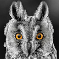 Long Eared Owl 2 Photograph by Nigel R Bell Long Eared Owl 2 Photograph by Nigel R Bell
