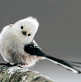 Charming Long-tailed look Photograph by Torbjorn Swenelius Charming Long-tailed look Photograph by Torbjorn Swenelius