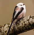 Long-tailed tit on the oak branch Photograph by Torbjorn Swenelius Long-tailed tit on the oak branch Photograph by Torbjorn Swenelius
