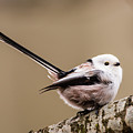 Long-tailed tit wag the tail Photograph by Torbjorn Swenelius Long-tailed tit wag the tail Photograph by Torbjorn Swenelius