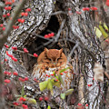 Long Winter's Nap... Photograph by Holly Ross Long Winter's Nap... Photograph by Holly Ross