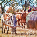 Longhorns in Autumn by Toni Hopper