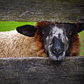 Lookin at Ewe by Skip Hunt Lookin at Ewe by Skip Hunt