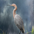 Looking For Food by Kim Hojnacki Looking For Food by Kim Hojnacki