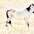 Looking Good Photograph by Merle Grenz Looking Good Photograph by Merle Grenz