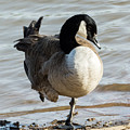 Canada Goose Looking Pretty Photograph by Holden The Moment Canada Goose Looking Pretty Photograph by Holden The Moment