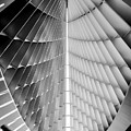 Looking Up Photograph by Wild Fotos Looking Up Photograph by Wild Fotos