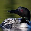 Loon Close Up Photograph by Darryl Hendricks Loon Close Up Photograph by Darryl Hendricks