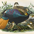 Lophophorus impejanus Drawing by John Gerrard Keulemans Lophophorus impejanus Drawing by John Gerrard Keulemans