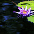 Lotus and Dark Water Refection Photograph by Paula Guttilla Lotus and Dark Water Refection Photograph by Paula Guttilla