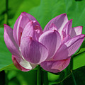 Lotus Beauty--Buxom Beauty i DL0089 Photograph by Gerry Gantt Lotus Beauty--Buxom Beauty i DL0089 Photograph by Gerry Gantt