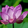 Lotus Beauty--Buxom Beauty ii DL0090 Photograph by Gerry Gantt Lotus Beauty--Buxom Beauty ii DL0090 Photograph by Gerry Gantt