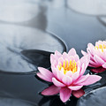 Lotus Blossoms by Elena Elisseeva Lotus Blossoms by Elena Elisseeva