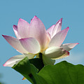 Lotus--Blue Sky i DL0104 Photograph by Gerry Gantt Lotus--Blue Sky i DL0104 Photograph by Gerry Gantt