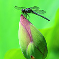 Lotus Bud and Slaty Skimmer Dragonfly DL0105 Photograph by Gerry Gantt Lotus Bud and Slaty Skimmer Dragonfly DL0105 Photograph by Gerry Gantt