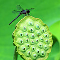 Lotus Capsule and Slaty Skimmer Dragonfly DL0106 Photograph by Gerry Gantt Lotus Capsule and Slaty Skimmer Dragonfly DL0106 Photograph by Gerry Gantt