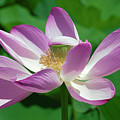 Lotus--Center of Being--Protective Covering i DL0087 Photograph by Gerry Gantt Lotus--Center of Being--Protective Covering i DL0087 Photograph by Gerry Gantt