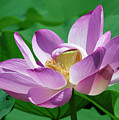 Lotus--Center of Being--Protective Covering ii DL0088 Photograph by Gerry Gantt Lotus--Center of Being--Protective Covering ii DL0088 Photograph by Gerry Gantt
