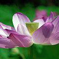 Lotus--Center of Being vi DL0086 Photograph by Gerry Gantt Lotus--Center of Being vi DL0086 Photograph by Gerry Gantt