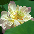 Lotus--Doubled-Up iii DL0103 Photograph by Gerry Gantt Lotus--Doubled-Up iii DL0103 Photograph by Gerry Gantt
