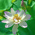 Lotus--Fading i DL0079 Photograph by Gerry Gantt Lotus--Fading i DL0079 Photograph by Gerry Gantt