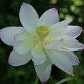 Lotus In the Shade iv DL0100 Photograph by Gerry Gantt Lotus In the Shade iv DL0100 Photograph by Gerry Gantt