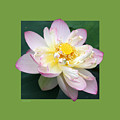 Lotus On Green by John Lautermilch Lotus On Green by John Lautermilch