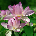 Lotus--Sisters i DL0082 Photograph by Gerry Gantt Lotus--Sisters i DL0082 Photograph by Gerry Gantt