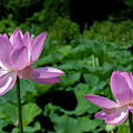 Lotus--Sisters ii DL0083 Photograph by Gerry Gantt Lotus--Sisters ii DL0083 Photograph by Gerry Gantt