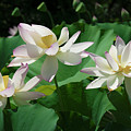 Lotus--Sisters iv DL0085 Photograph by Gerry Gantt Lotus--Sisters iv DL0085 Photograph by Gerry Gantt