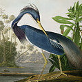 Louisiana Heron Painting by John James Audubon Louisiana Heron Painting by John James Audubon