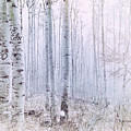 Love Amidst the Aspens Photograph by Kevyn Bashore Love Amidst the Aspens Photograph by Kevyn Bashore