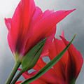 Love Photograph by Rona Black Love Photograph by Rona Black