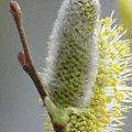 Lovely spring Photograph by Karin Ravasio Lovely spring Photograph by Karin Ravasio
