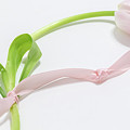 Love's First Blush Photograph by Holly Ross Love's First Blush Photograph by Holly Ross