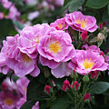 Lucky Floribunda Roses Photograph by Rona Black Lucky Floribunda Roses Photograph by Rona Black
