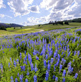 Lupine Pass by Chad Dutson Lupine Pass by Chad Dutson