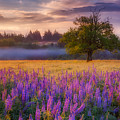 Lupine Sunrise Photograph by Darren White Lupine Sunrise Photograph by Darren White