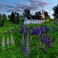 Lupines by the Church Photograph by Rob Davies Lupines by the Church Photograph by Rob Davies