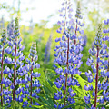 Lupines Photograph by Holly Ross Lupines Photograph by Holly Ross