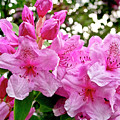 Lush spring of the pink rhododendrons. Photograph by Elena Perelman Lush spring of the pink rhododendrons. Photograph by Elena Perelman
