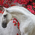 Lusitano Portrait in Red Flowers Photograph by Ekaterina Druz Lusitano Portrait in Red Flowers Photograph by Ekaterina Druz